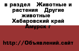  в раздел : Животные и растения » Другие животные . Хабаровский край,Амурск г.